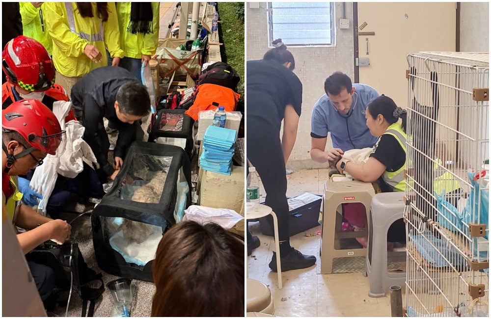救援人員連夜搶救多隻吸入濃煙的動物,獸醫也在臨時診療區為受傷寵物進行初步檢查。(翻攝SPCA (HK) 香港愛護動物協會 臉書)