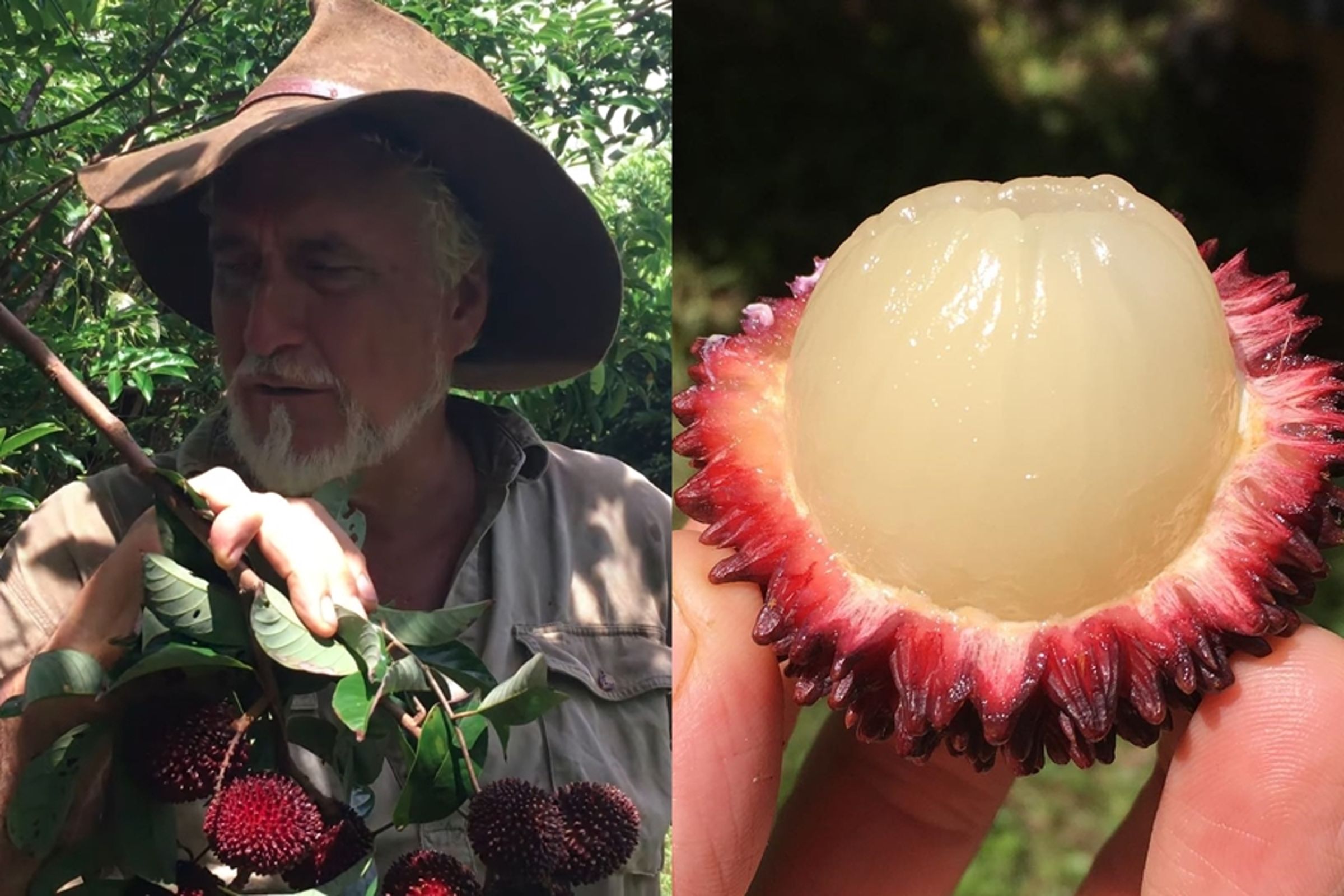 葡萄桑(Pulasan)是一種熱帶水果,外形神似紅毛丹與荔枝。(翻攝自Daleys Fruit Tree Nursery 臉書)