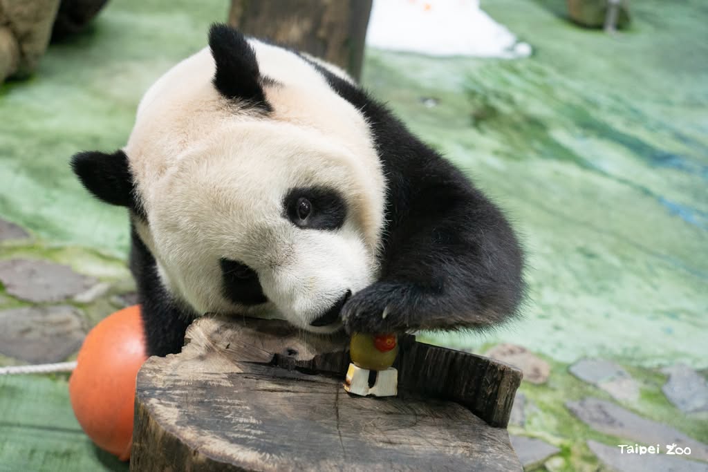 「看貓熊」成爲近期日本人來台旅遊的新風潮。(翻攝自臺北市立動物園臉書)