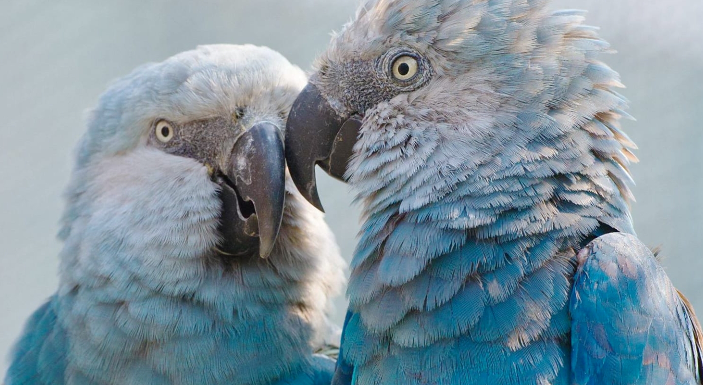 巴西政府證實,近期重新野放的斯皮克斯金剛鸚鵡均染上了無法治癒的致命病毒。(翻攝自X@OmuMacaw)