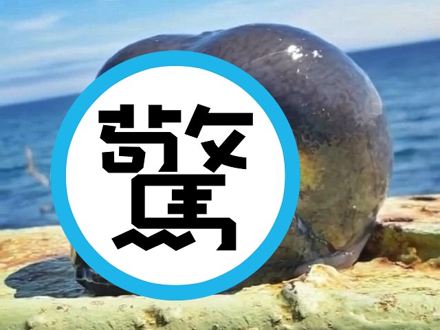 深海異形橫空出世！網驚「外星人真的存在」。（翻自《每日郵報》）