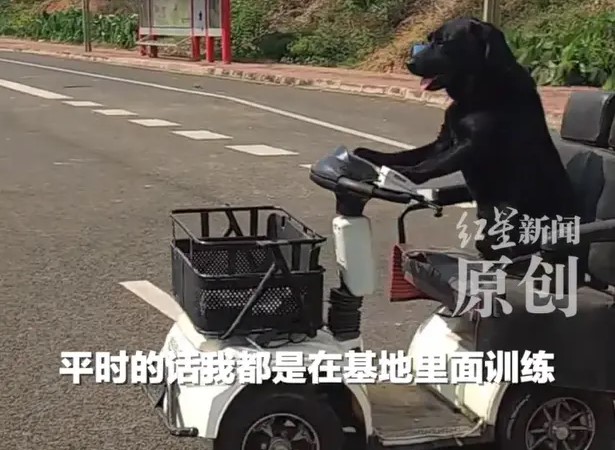 四川眉山市一隻黑色拉布拉多在電動代步車上「駕駛」，引發網友熱議。（翻攝自紅星新聞）