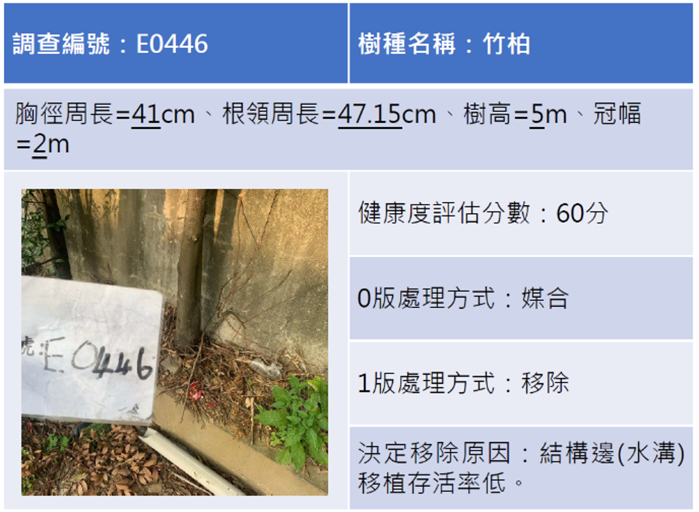 利德表示，冠森公司提供之竹柏照片，依移植計畫書全工區計有16株，其中2株因病蟲害及關鍵因子>3判定需移除，其餘皆為移植，絕無「濫砍」情事。（利德工程提供）