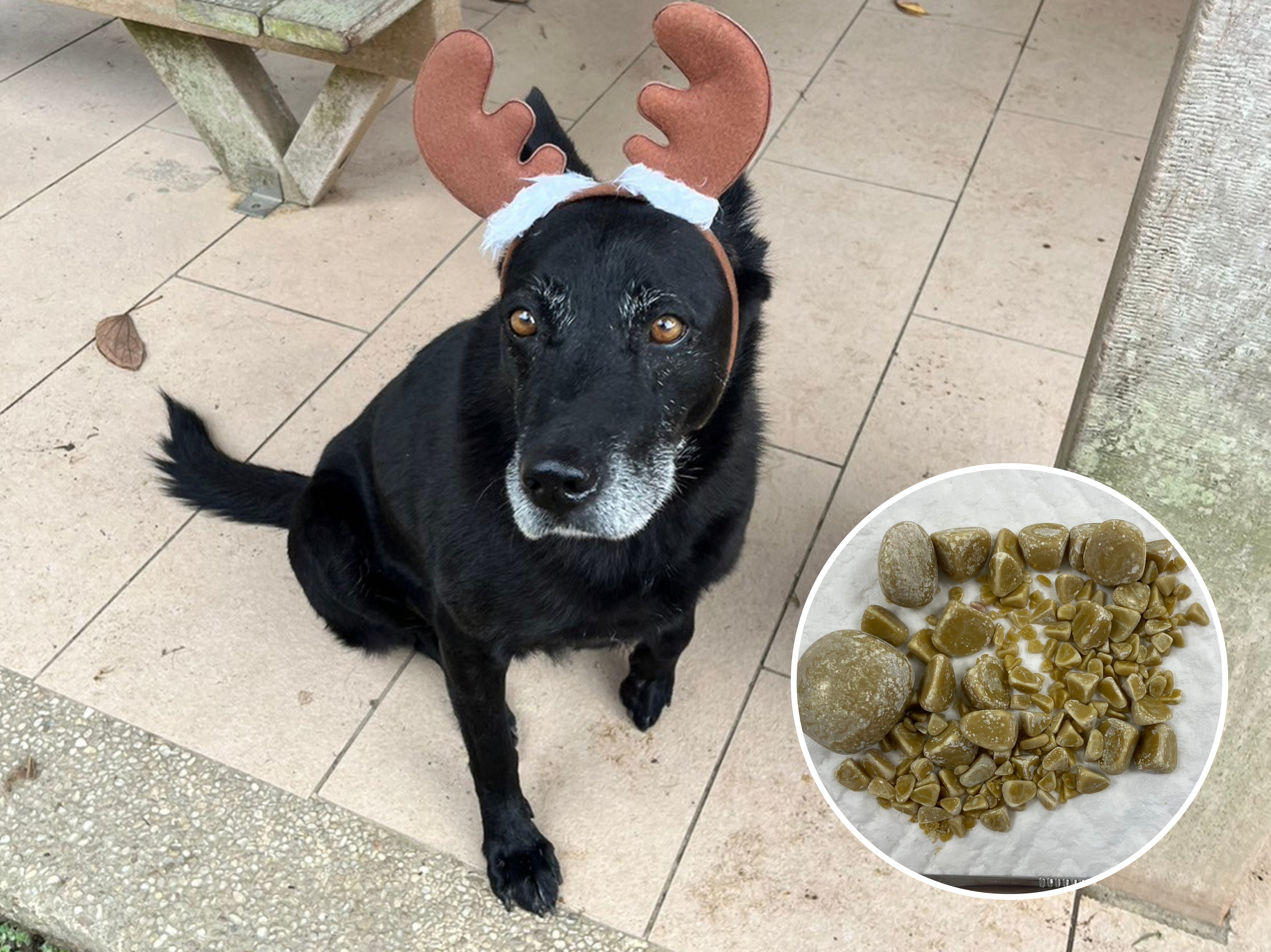 「呆妞」手術取出三百多顆大小不一的結石，目前在中和動物之家希望能找到一個適合照顧牠的溫暖的家。（新北動保處提供）