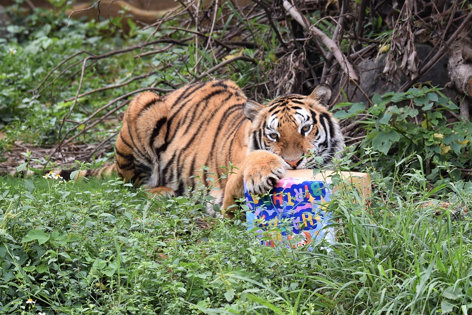 新竹市立動物園說明，老虎生性並不排斥雨天，在大雨中涉水或戲水均屬於正常的自然行為，請關心動物的民眾放心。（翻攝自新竹市立動物園官網）