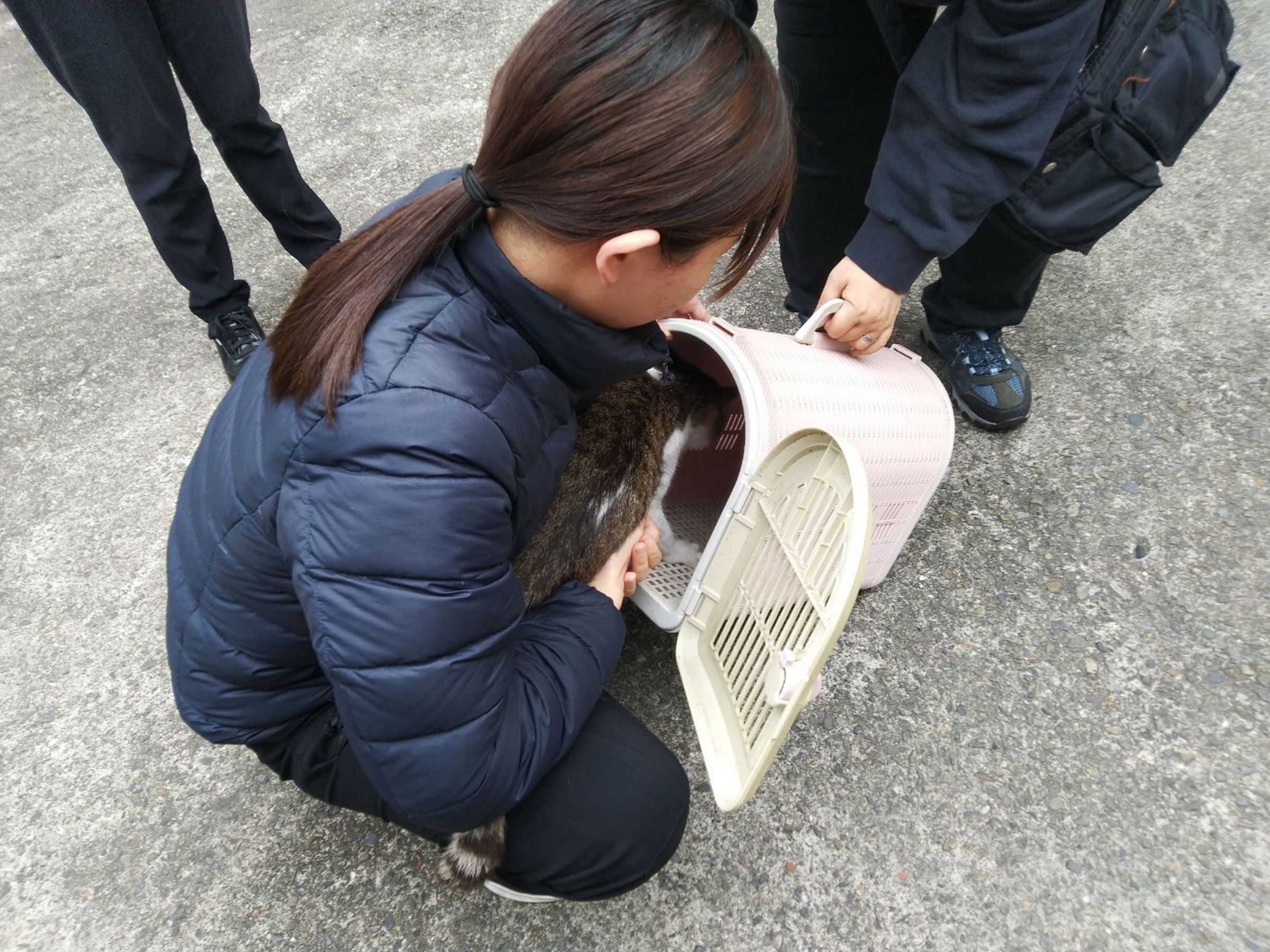 病好康復的豆花被認養帶回溫暖的家。(新北動保處提供)