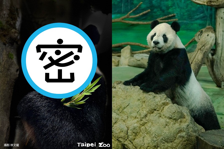 團團2022年過世後，歷時1年其標本終於問世。（台北市立動物園提供）