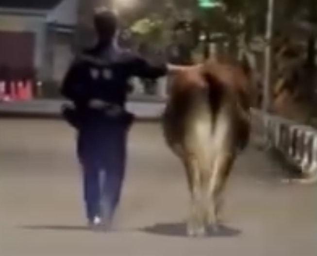 台南市三分局派出所員警幫忙照顧民眾走失的黃牛。（翻攝畫面）