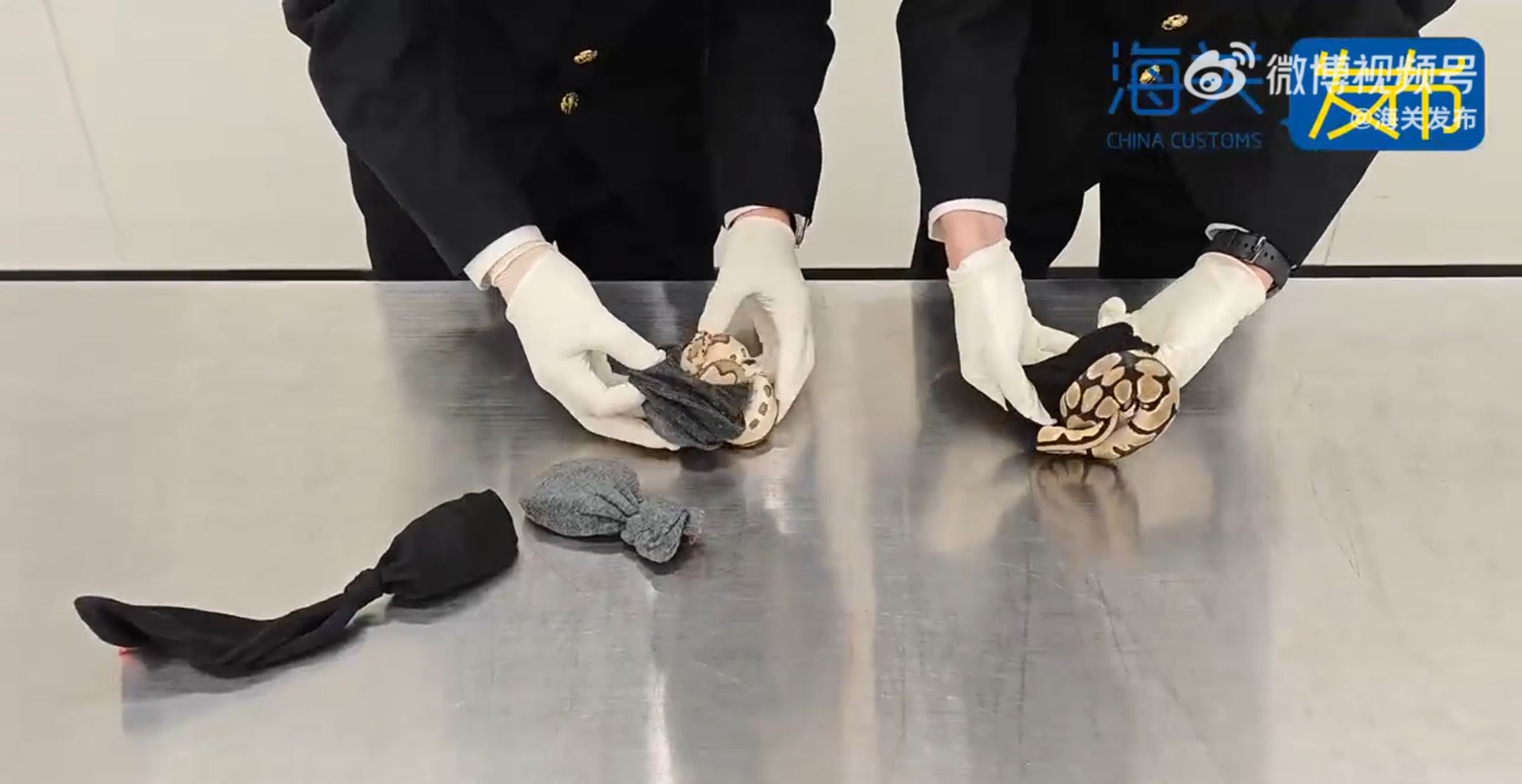 蟒蛇包裹於襪子中,共有8條。(翻攝中國海關發布微博)