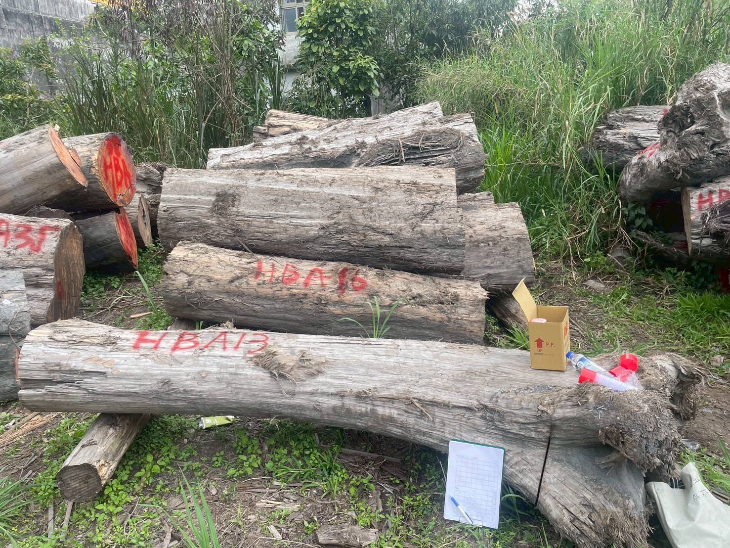 檢警查獲盜伐的台灣肖楠、紅檜等國有珍貴林木。（保七總隊提供）