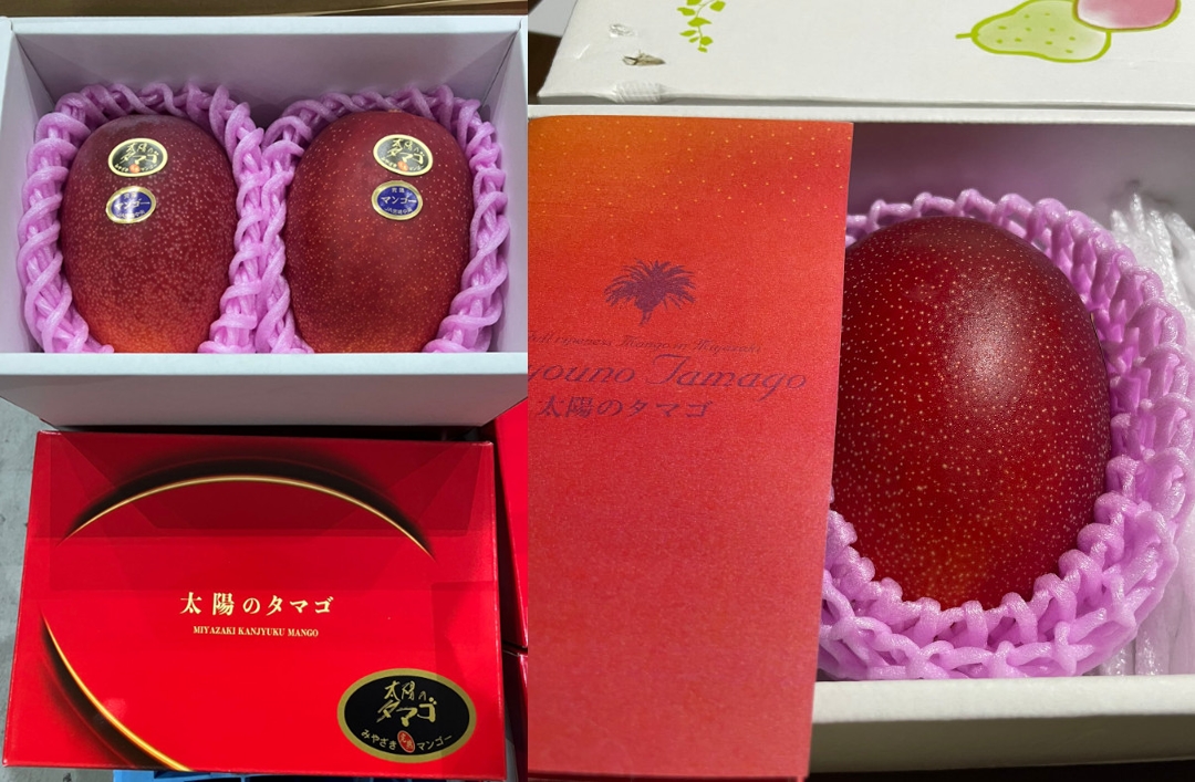 日本宮崎的「太陽之子」（太陽のタマゴ）芒果今年拍賣價再創新高，競標價以55萬日幣得標。（翻攝X@kuumou、@maiasaichiba）
