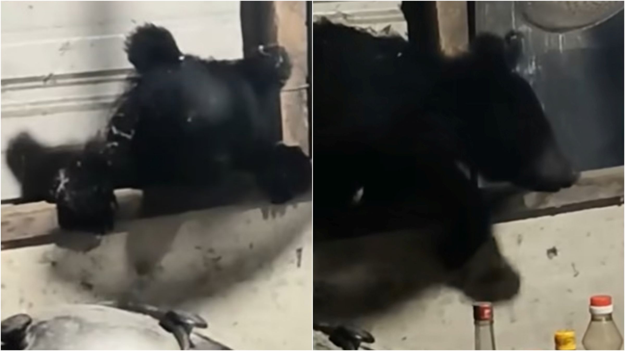 小黑熊闖入工寮偷雞,所幸沒有釀任何傷亡。(翻攝林業及自然保育署花蓮分署臉書)