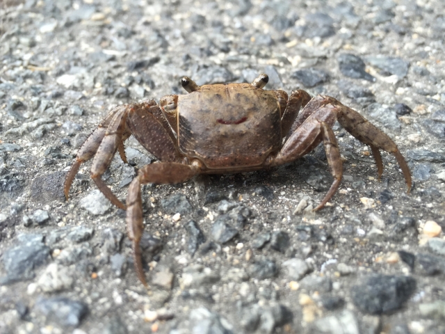 台中某社區有住戶往外丟螃蟹，丟到鄰居的露台上。（示意圖，photoAC）