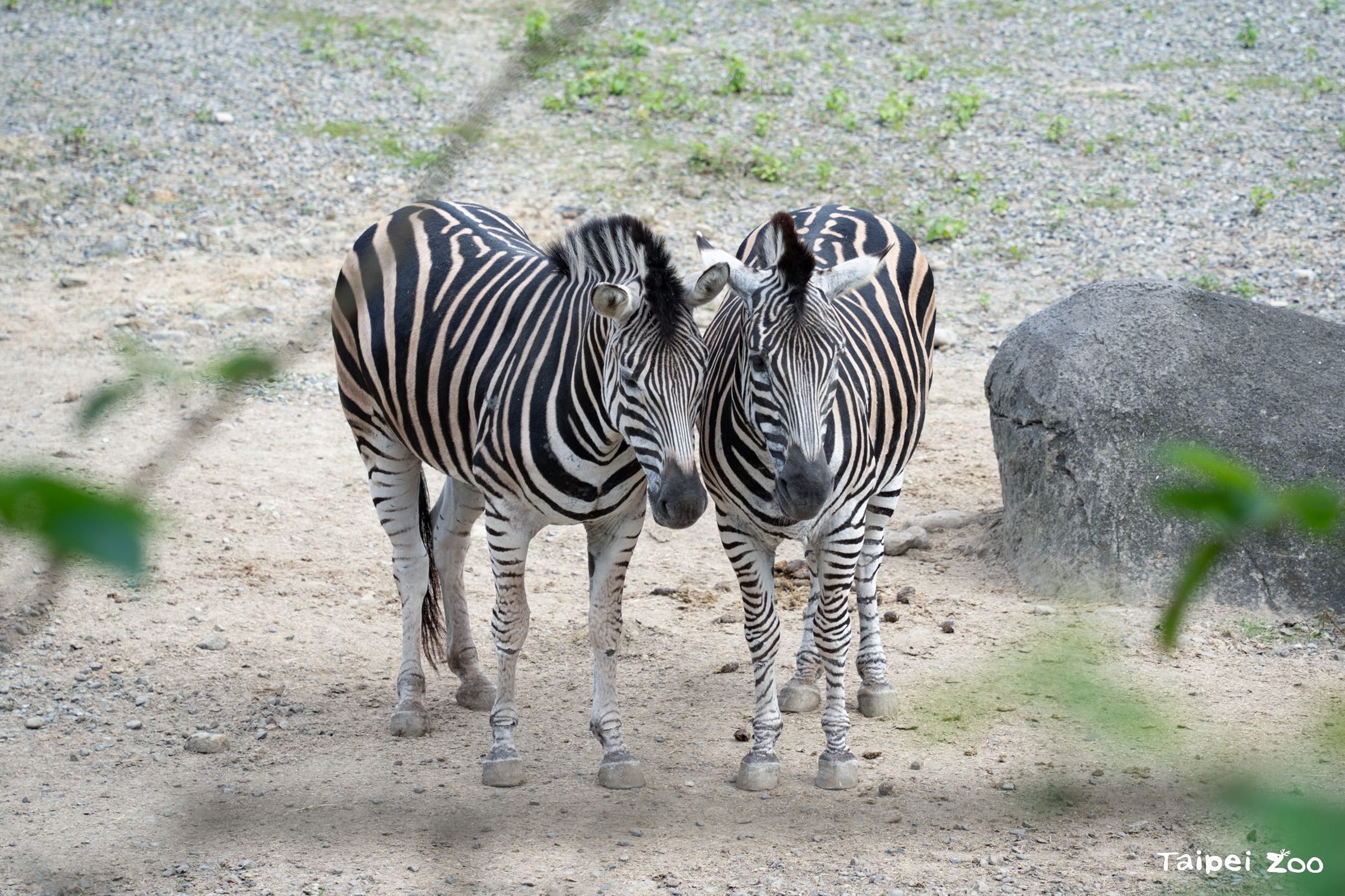 明星班馬自然不能錯過。（台北市立動物園提供）