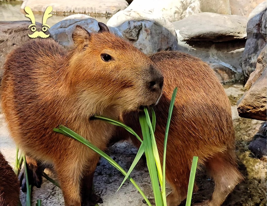 位於宜蘭三星鄉的鹿爺爺休閒農場,將在12月1日熄燈。(翻攝臉書/鹿爺爺)