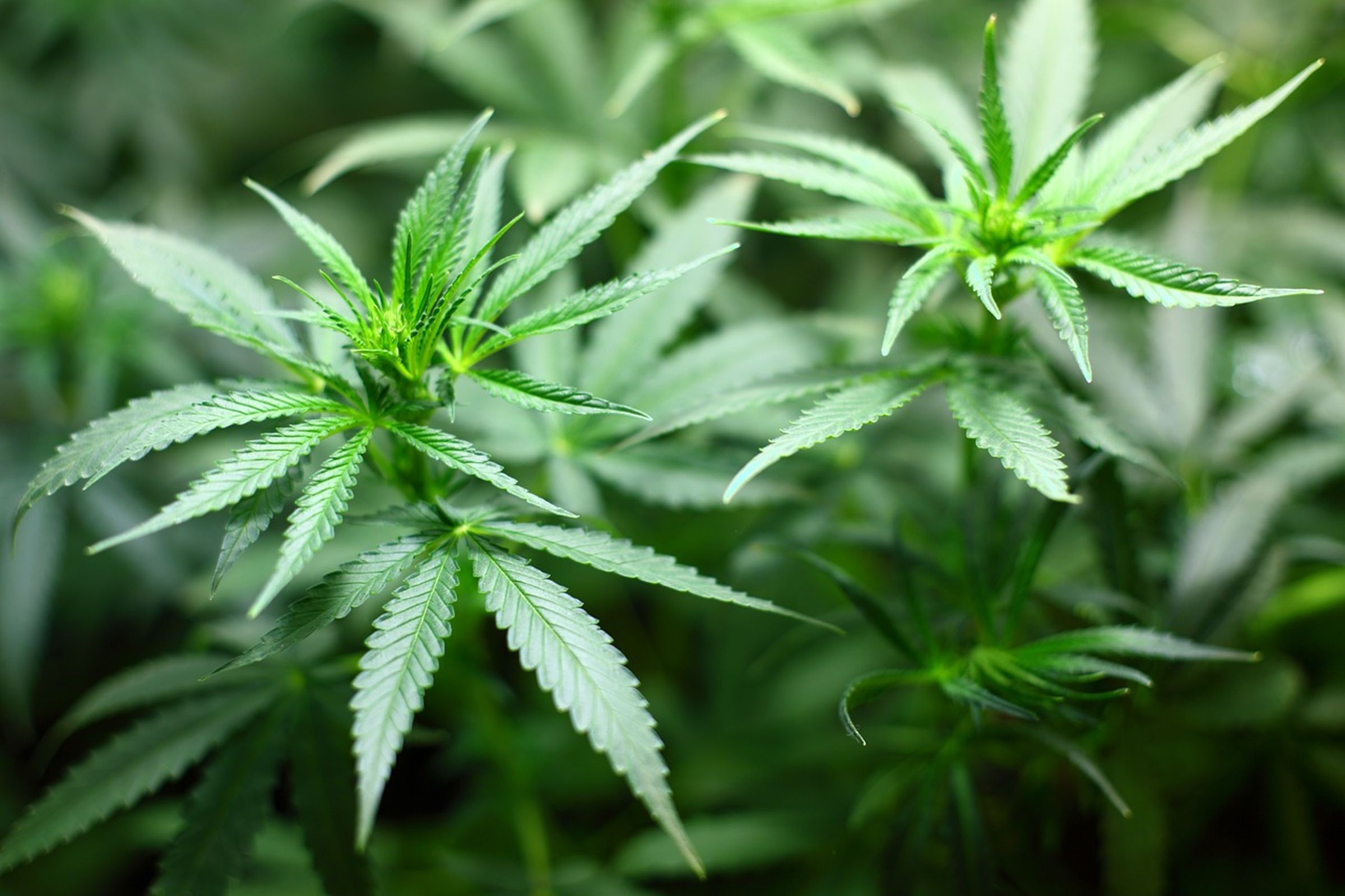 泰國公共衛生部長宣布,大麻使用將進一步收緊。(示意圖,翻攝pixabay)
