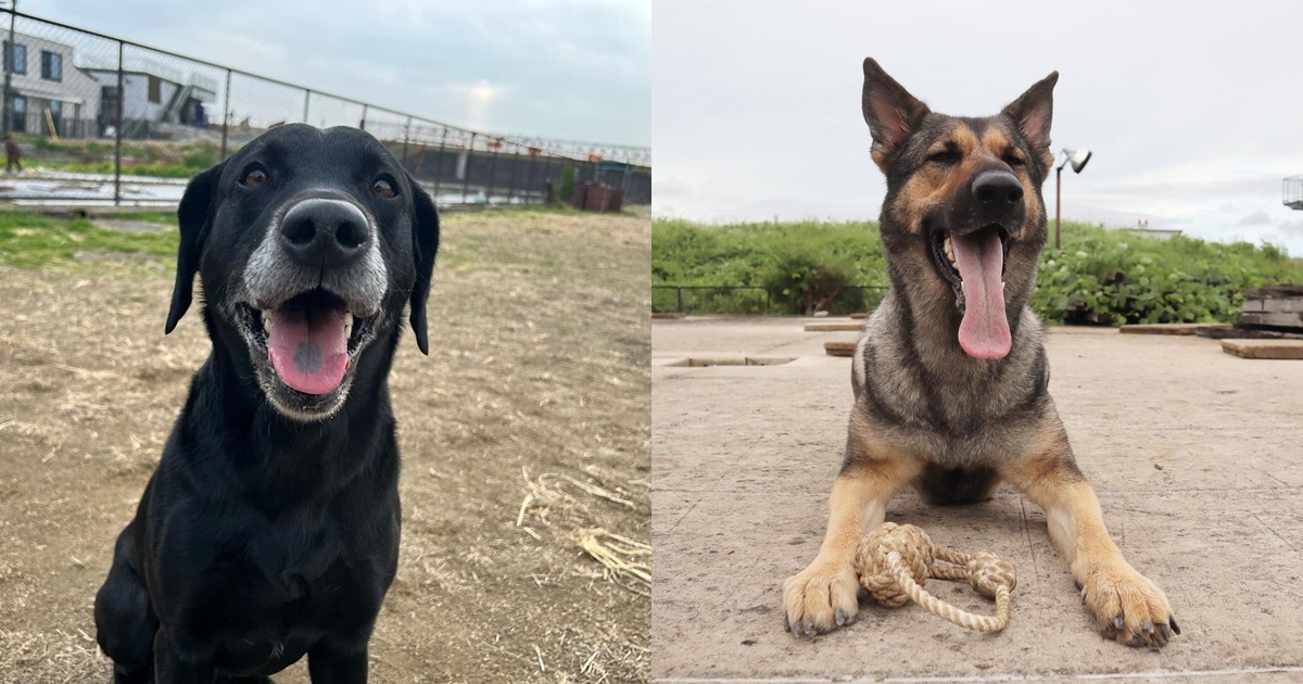 日本搜救犬「太陽」（左）、「陸」（右）前往石川救災。（翻攝自IG@japanrescue）