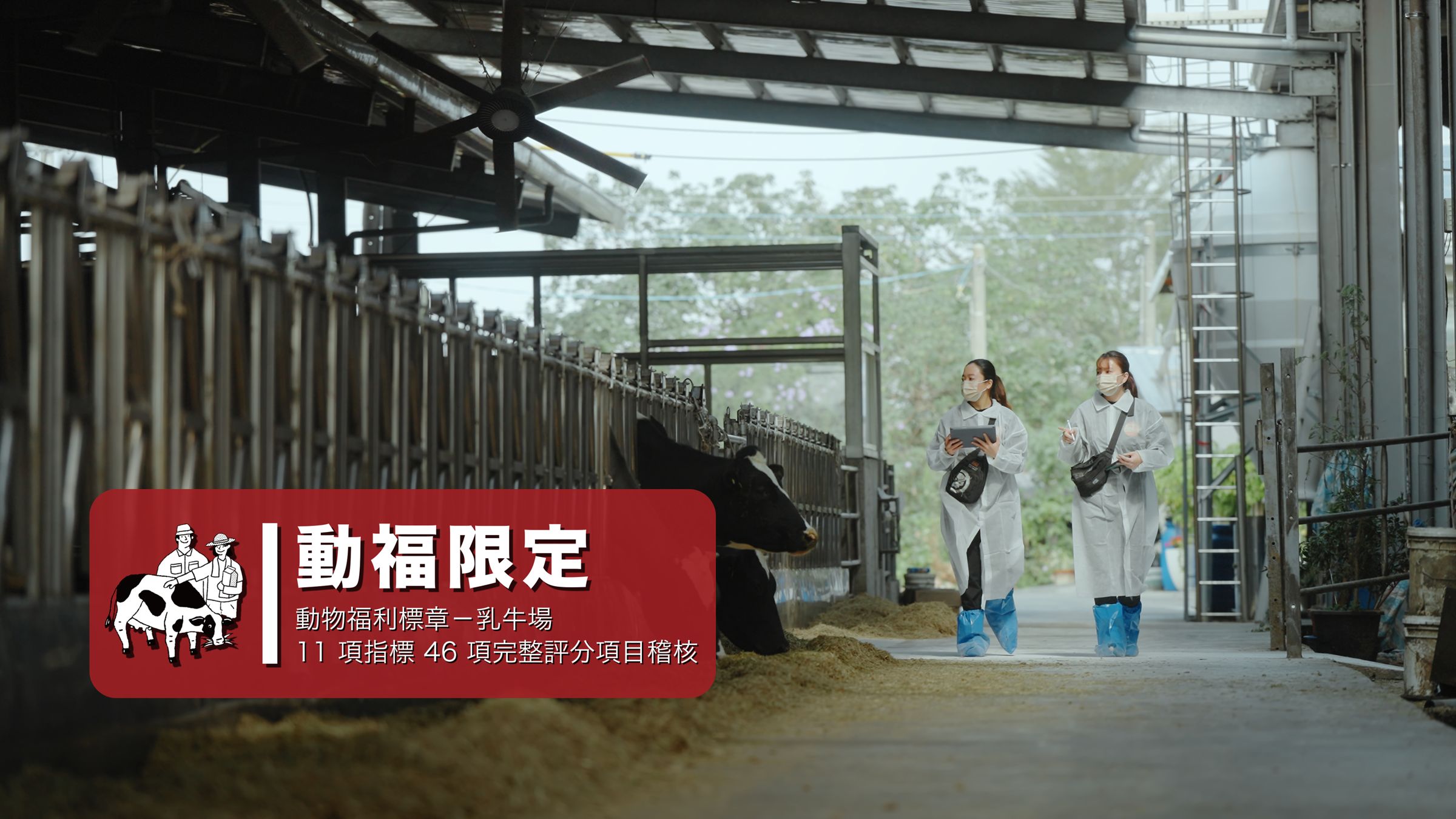 開元食品取得台灣審核乳牛飼養標準最嚴格的驗證標章「動物福利標章」的認證肯定，提升乳牛福祉。（開元食品提供）