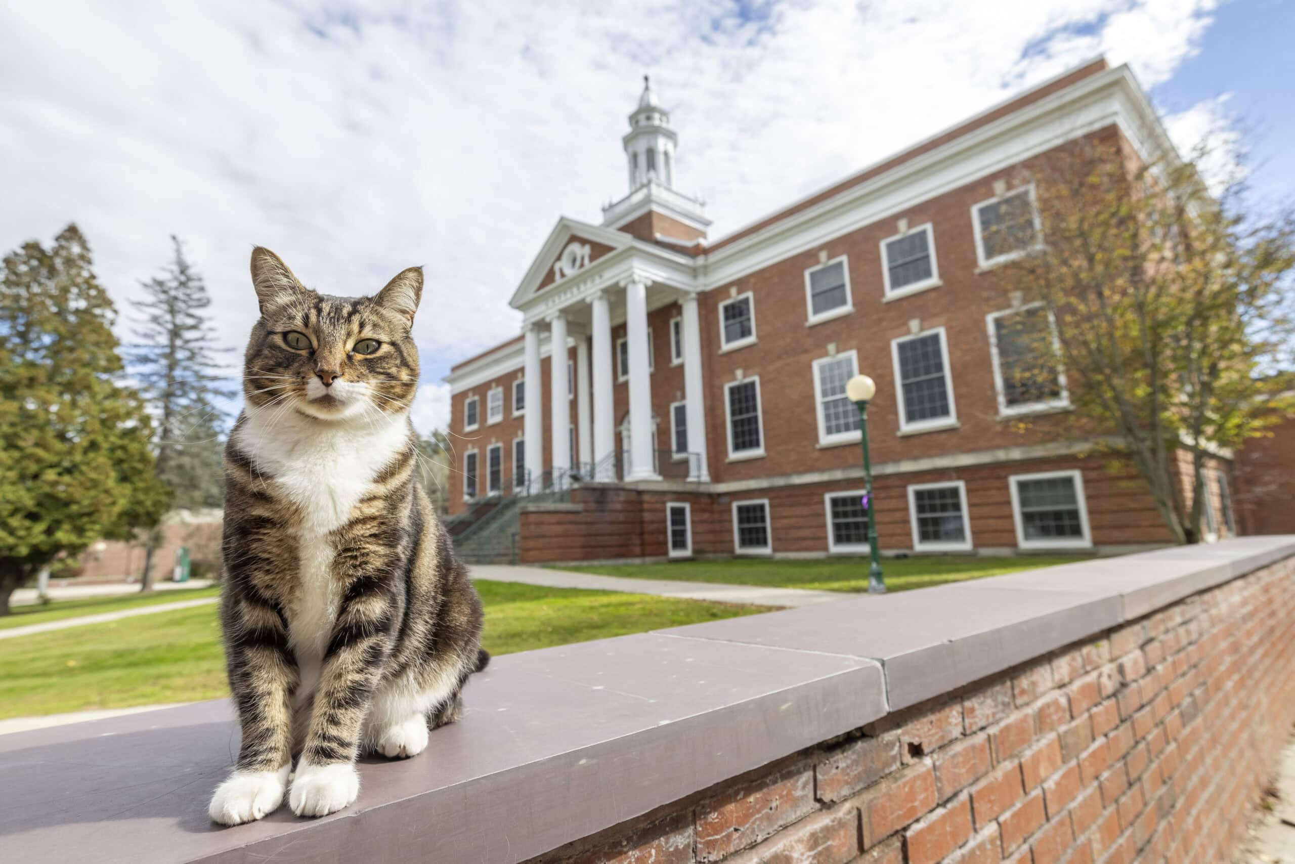麥克斯今年5月獲頒博士學位，不過牠將不會出席畢業典禮。（翻攝自Vermont State University官網）