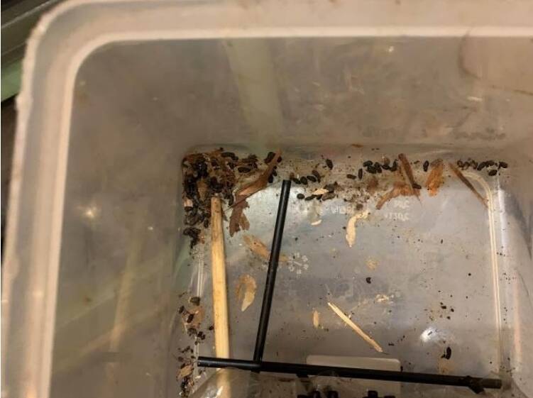 北市衛生局去年到滿月稽查時，在店內咖啡機下方盒子內發現老鼠屎。（台北市衛生局提供）