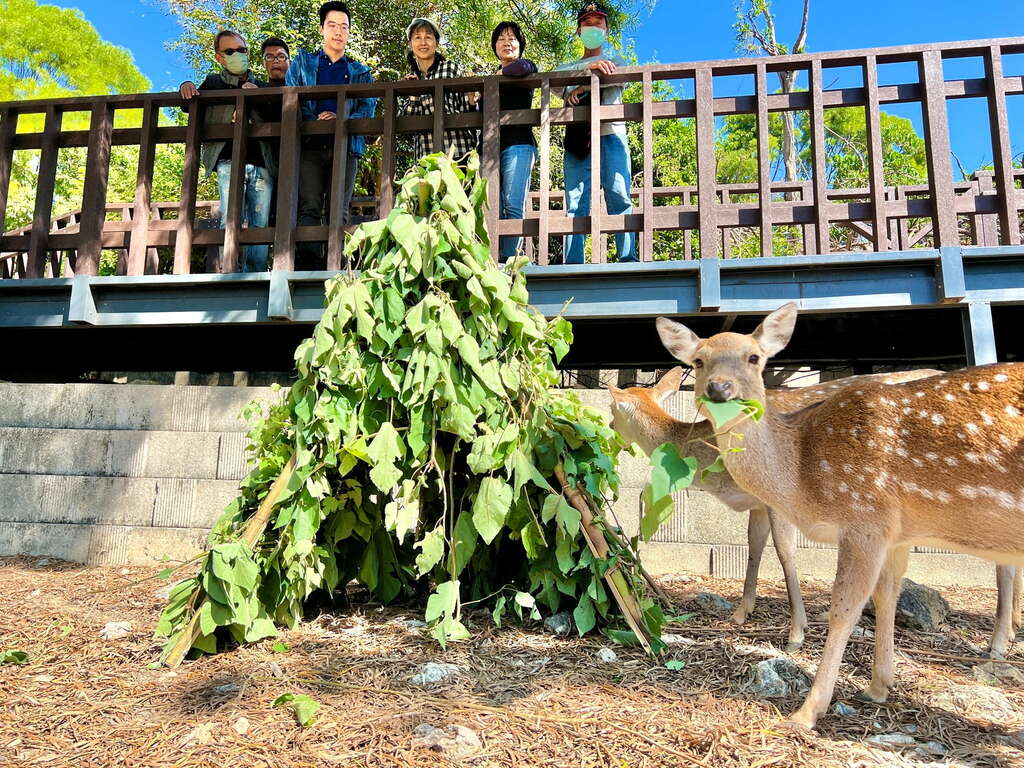 梅花鹿品嚐構樹葉耶誕大餐。（壽山動物園提供）