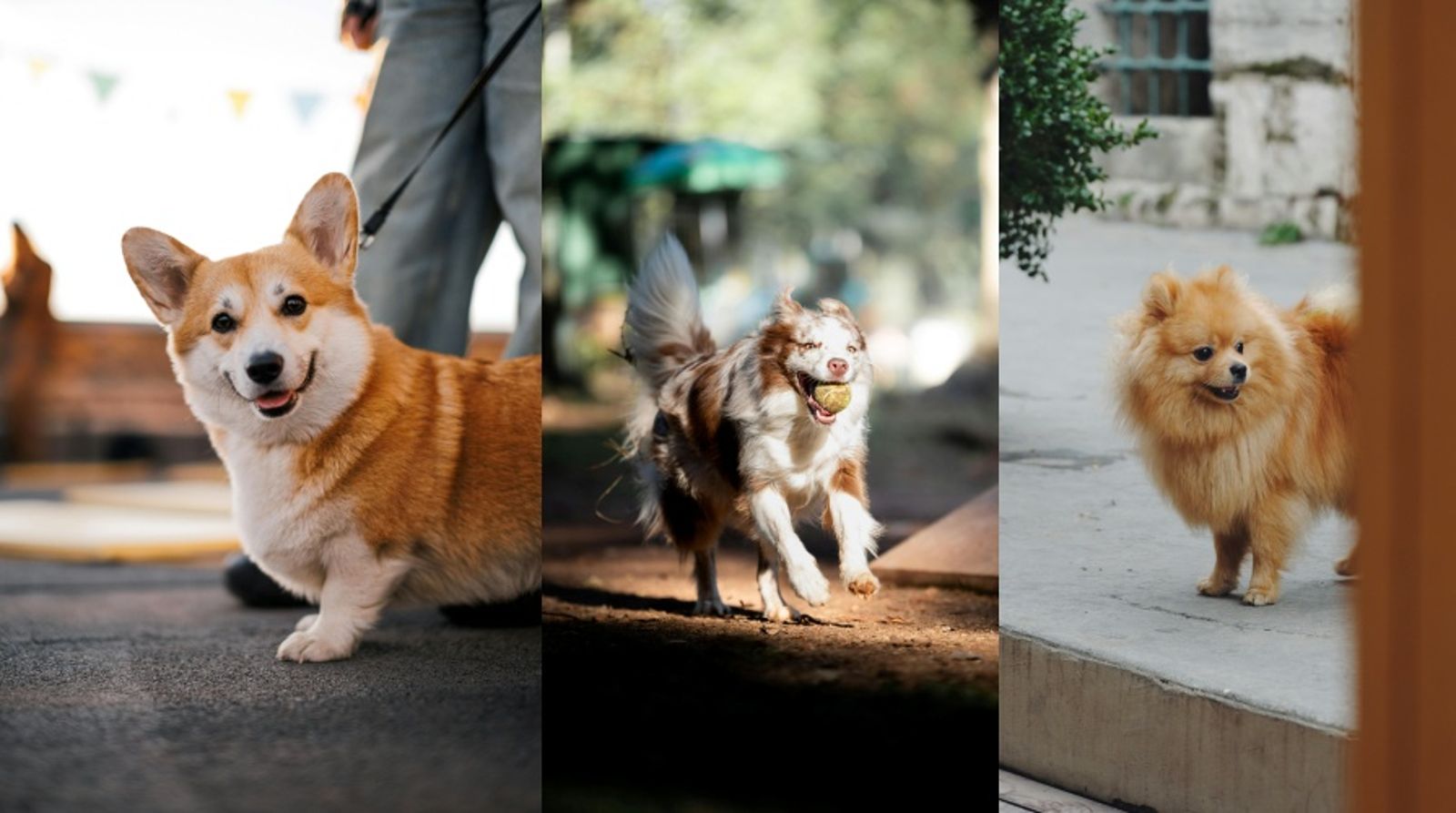 假日帶毛孩去哪玩?新北公布近千家「寵物友善店」 精選人氣旅遊路線一次看