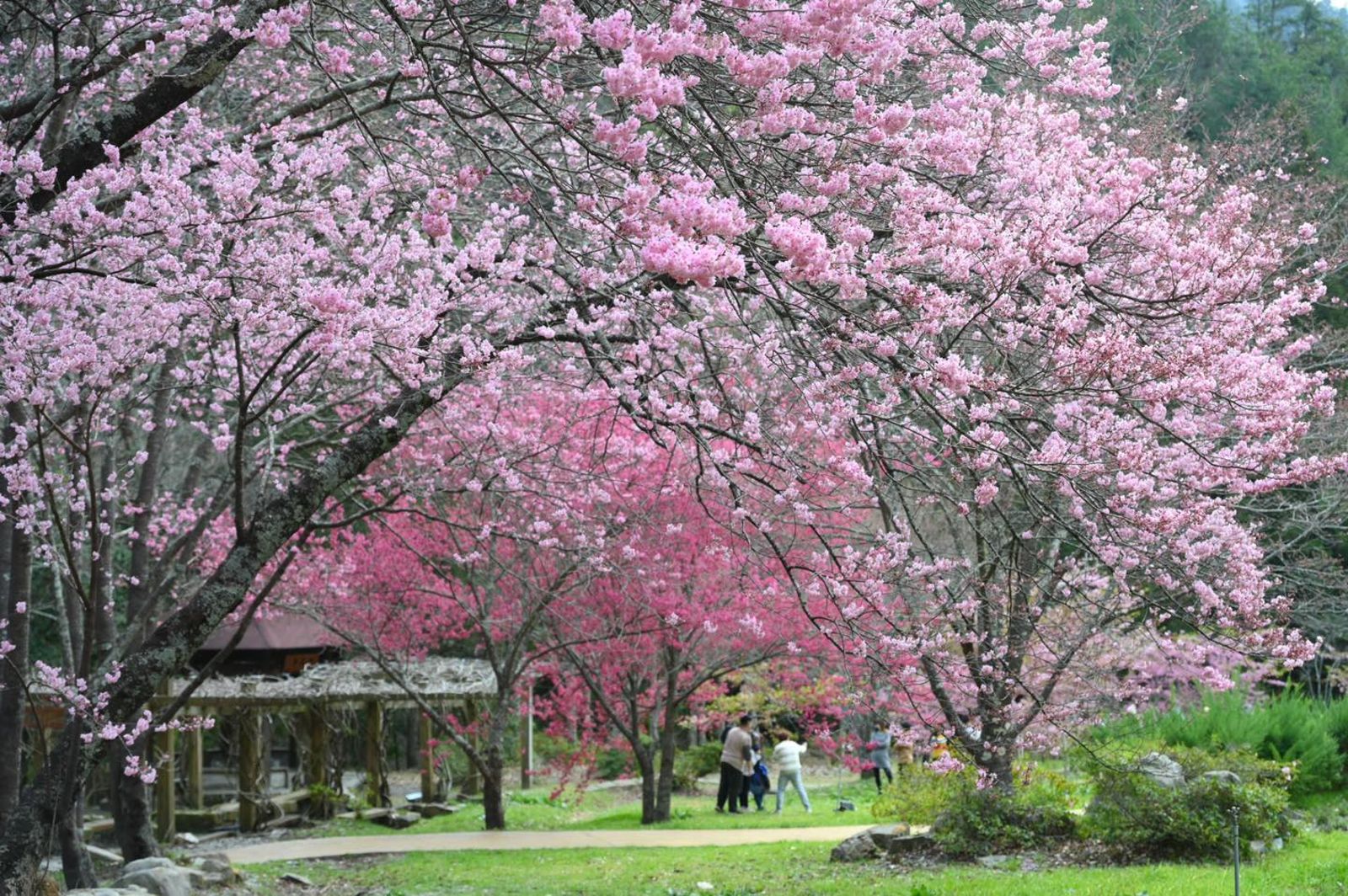 武陵農場的櫻花品種多，可一路賞櫻到2月底、3月初。（翻攝武陵農場粉絲團）
