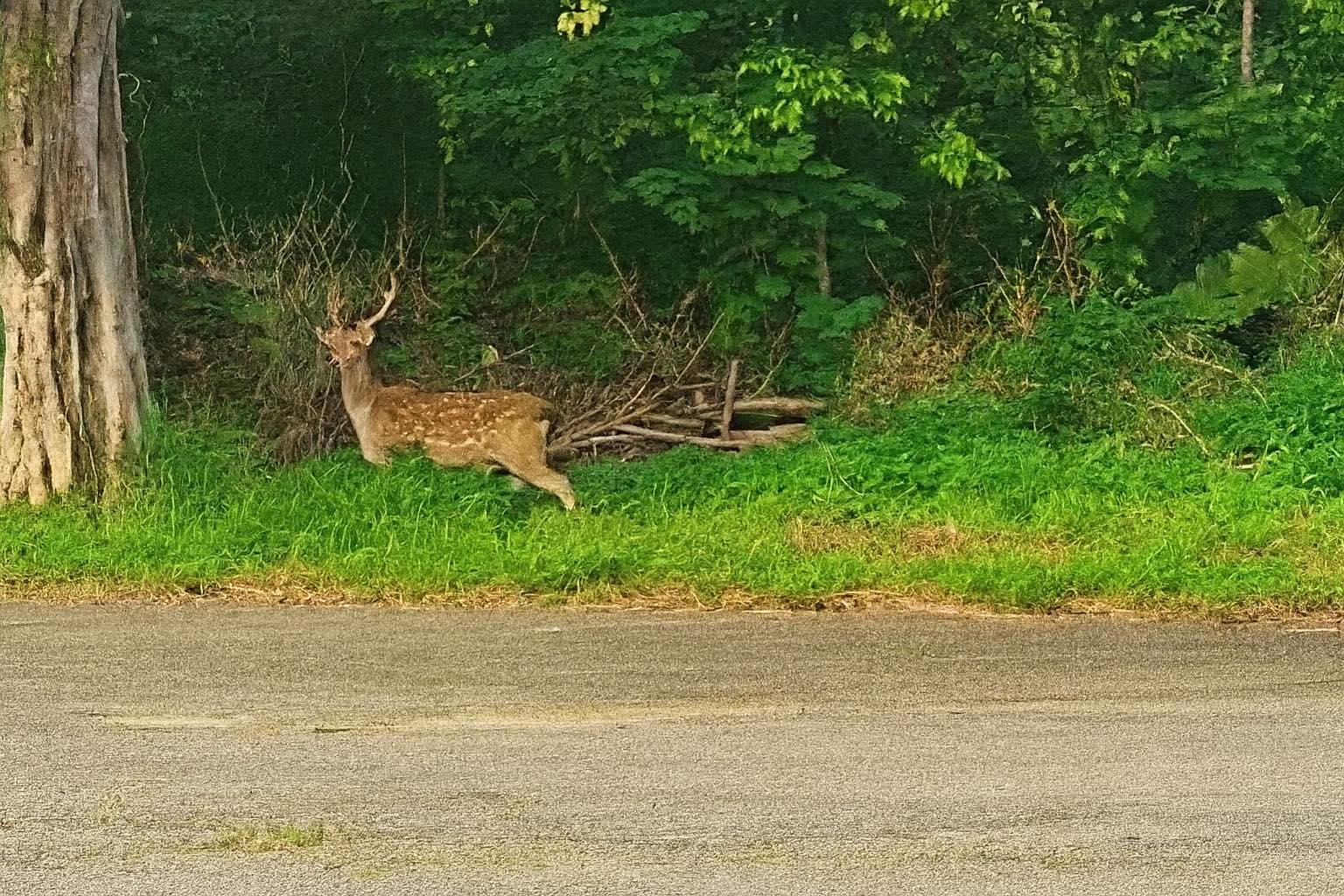 民眾直擊梅花鹿壯莊現身大江，引發網友熱議「神獸下凡」。（翻攝自臉書 @我是中壢人）