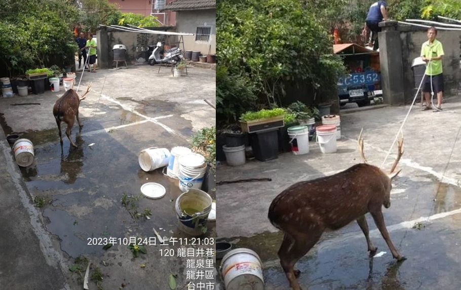 一頭梅花鹿闖入民宅，沒想到民眾通報1999後，人員捕抓過程中野鹿竟死亡。（翻攝臉書社團「龍井之鄉」）
