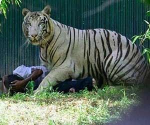2014年,一名印度男子跳進動物園的老虎園區,最終遭活活咬死。(翻攝自X@SumitHansd)