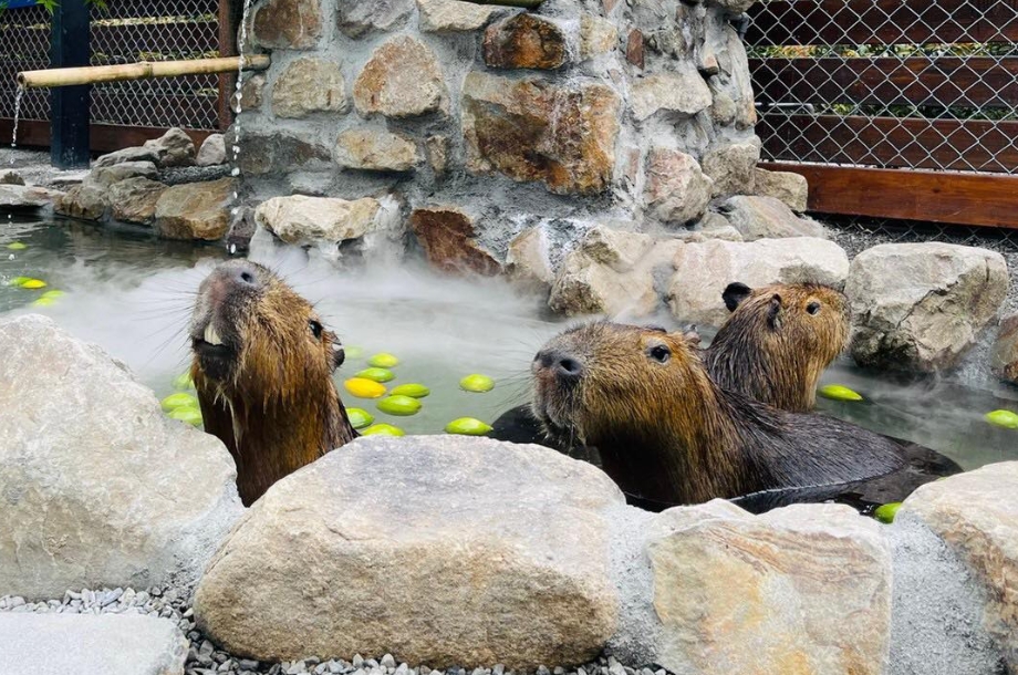 張美阿嬤農場爆家族爭議，分家出去的小兒子不僅涉嫌投毒對手農場，還被挖出曾假冒警察的黑歷史。（翻攝自張美阿嬤農場（樹懶餐廳）臉書）