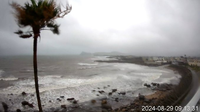 鹿兒島海邊的棕梠樹，意外引發日本網友關注。（翻自X平台）
