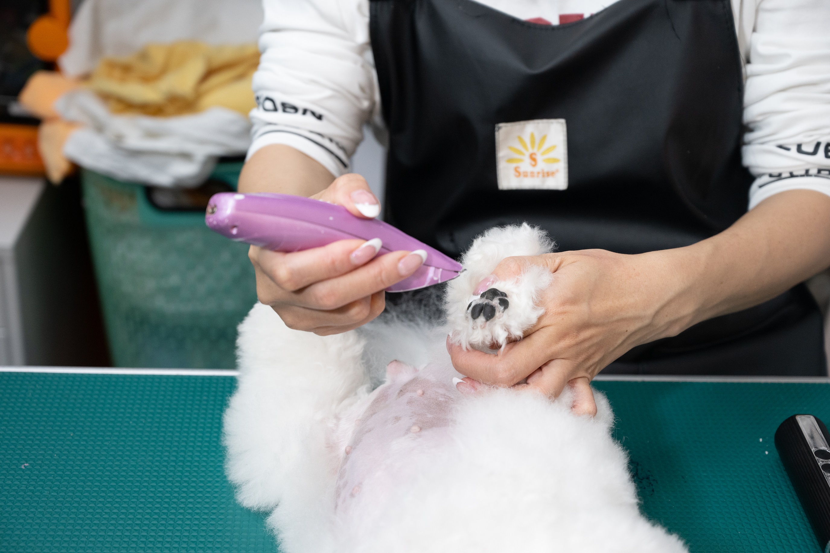 邱琦雯仔細剃除狗的腳底毛髮。(艾迪昇傳播提供)