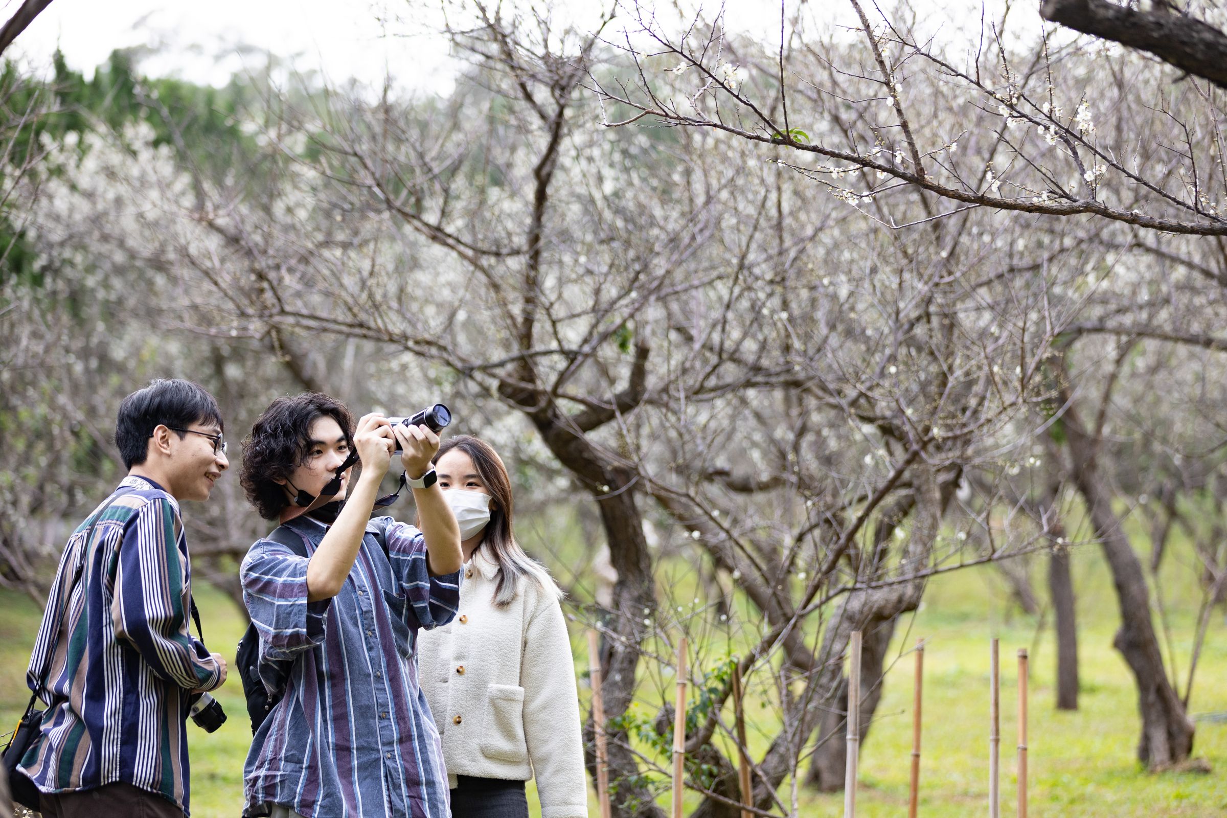 清華大學梅園每年2月梅花盛開，吸引大批遊客賞梅。（清華大學提供）