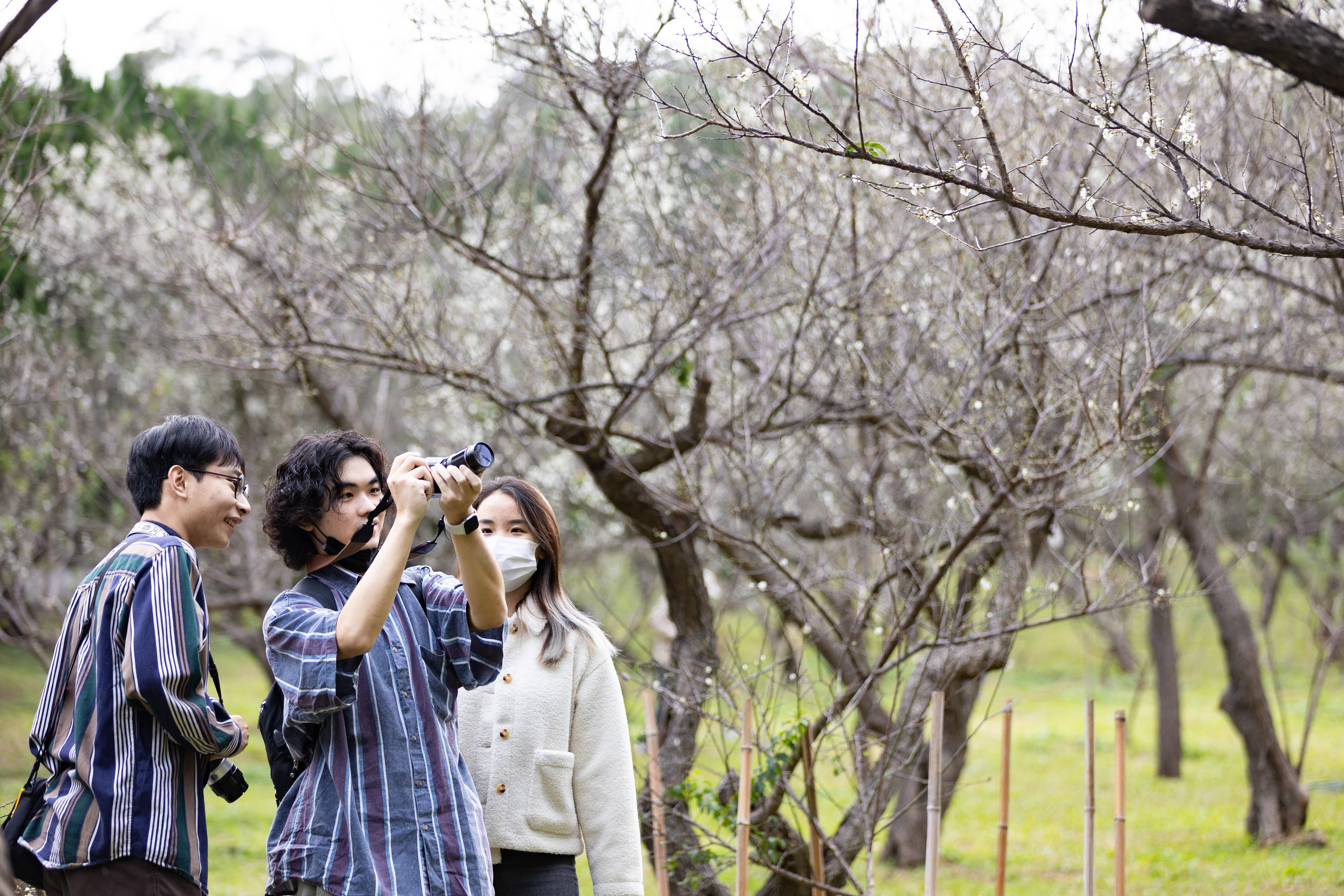 清華大學梅園每年2月梅花盛開，吸引大批遊客賞梅。（清華大學提供）