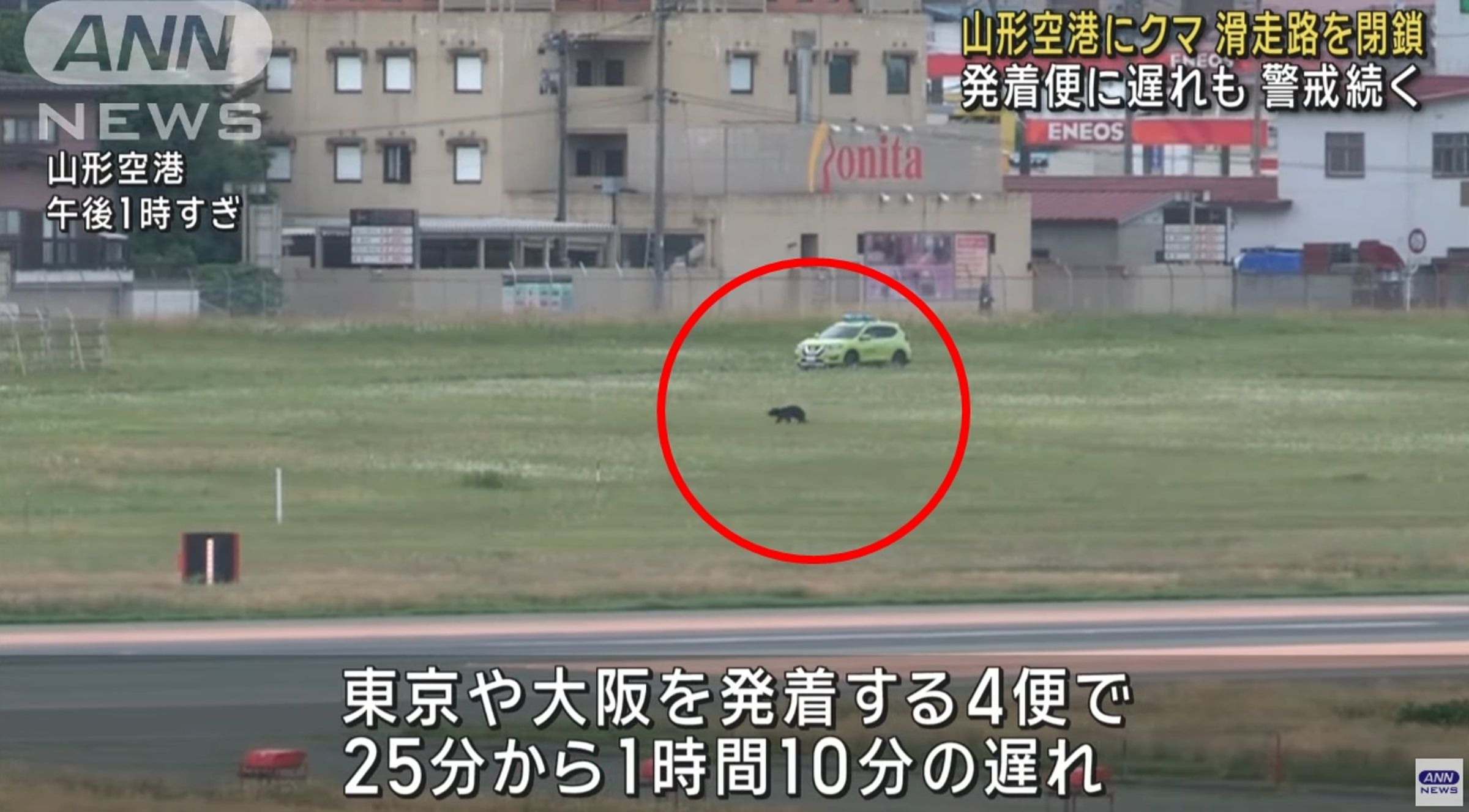 山形機場今驚傳有熊闖入跑道,導致跑道一度關閉,多架航班受到影響。(翻攝自ANN)