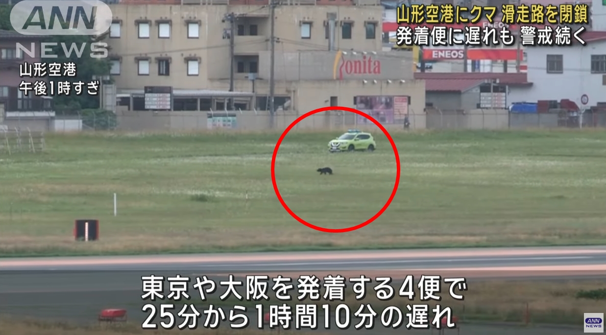山形機場今驚傳有熊闖入跑道，導致跑道一度關閉，多架航班受到影響。（翻攝自ANN）
