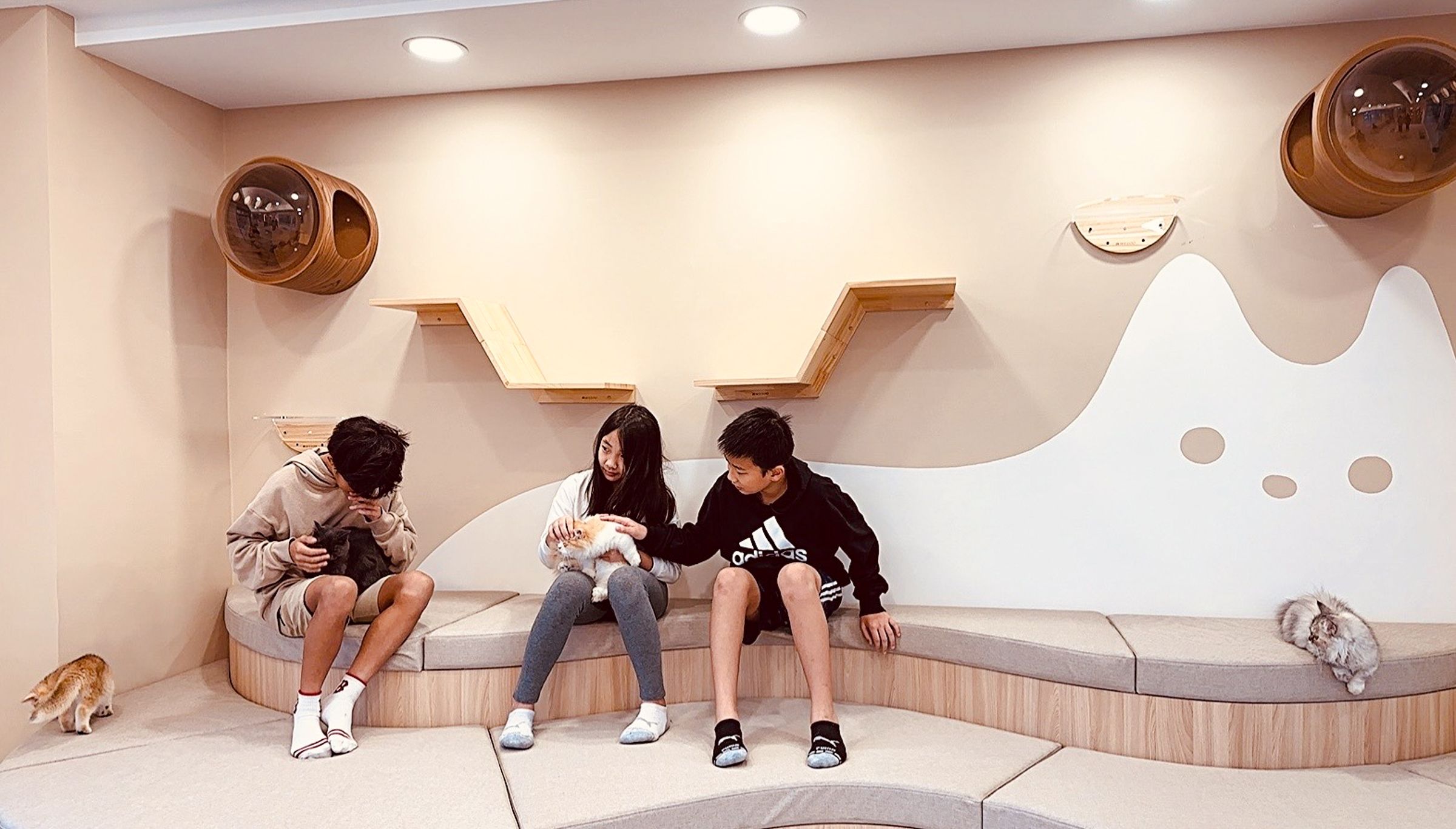 綠舞國際觀光飯店即日起至6月30日推出「擼らら Sweets森友會」住房專案,可享園區萌寵體驗及擼貓樂趣與下午茶。(圖片提供:綠舞國際觀光飯店)