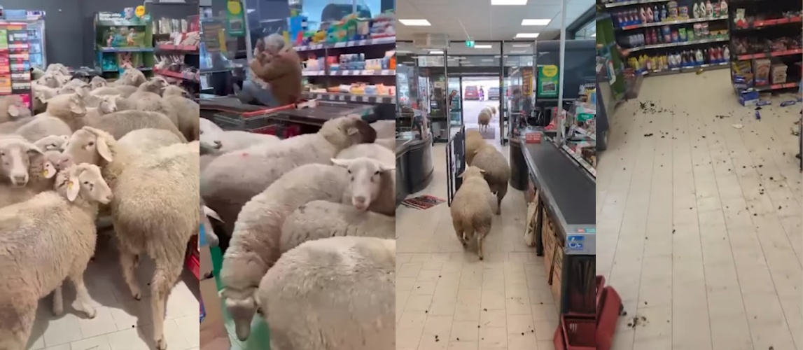 德國巴伐利亞邦布爾格辛一間Penny超市，近日突遭約50隻綿羊闖入，羊群在收銀台與貨架間徘徊，罕見畫面在網路引發熱烈討論。（翻攝自YT/osthessen-news.de）