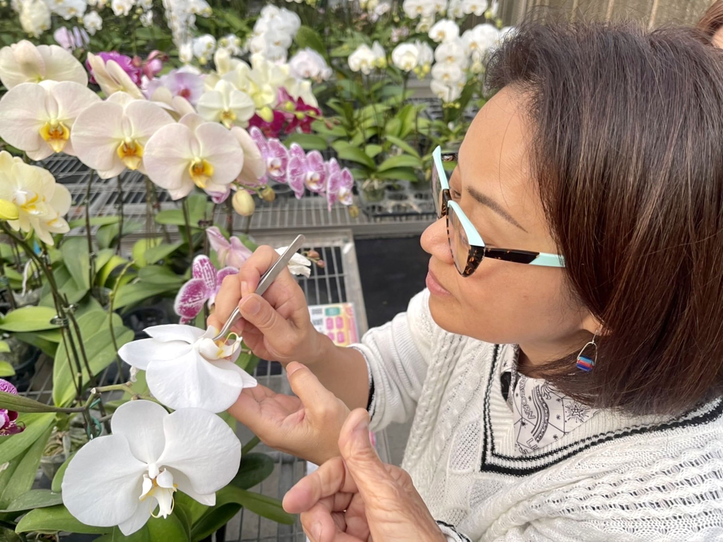 製作人陳慧玲與蘭花達人學習蝴蝶蘭育種。(陳慧玲提供)