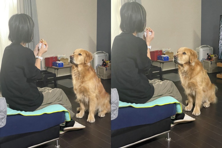 金毛賽納滿眼期待地盯著主人手上的漢堡，眼看漢堡一口一口被吃到剩一半，牠開始睜大雙眼。（翻攝自X @セナ・困り顔のゴールデンレトリバー）
