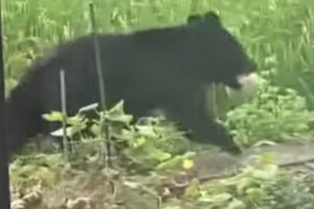 有住戶庭院的哈密瓜遭熊叼走。（翻攝畫面）
