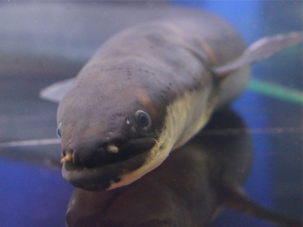 日本最大的鰻魚，重達近3公斤。（翻攝島根縣立宍道湖自然博物館官網）