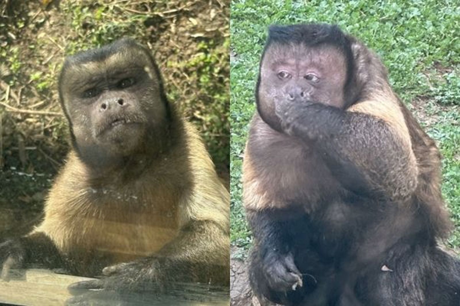 黑帽懸猴大壯因臉方爆紅，飼養員表示：「我們猴不醜，只是帥得特別。」（翻攝自微博）