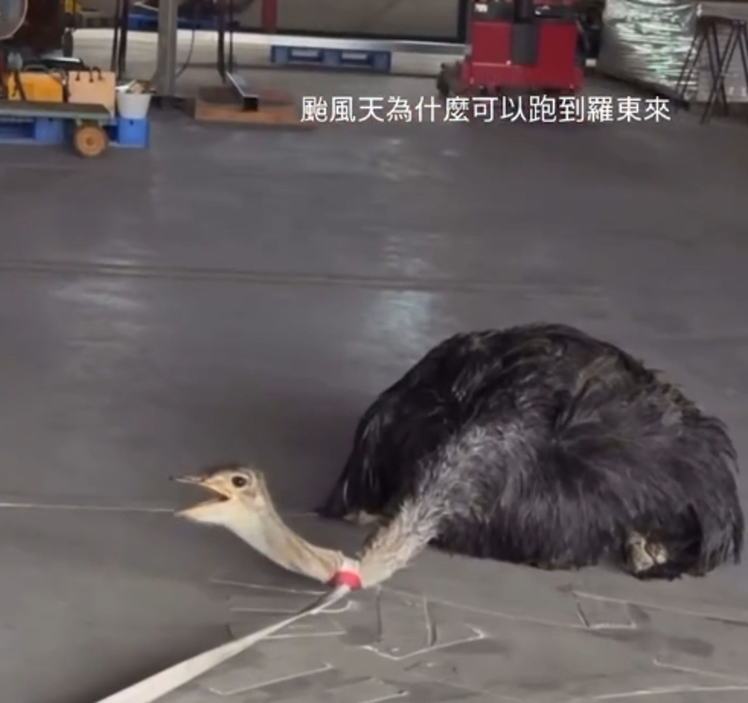 飼主也無奈地寫道：「寵壞的傲嬌小公主… 被攔截的時候還凶巴巴， 回到家就一個超廢模式🌚」（翻攝自Threads）