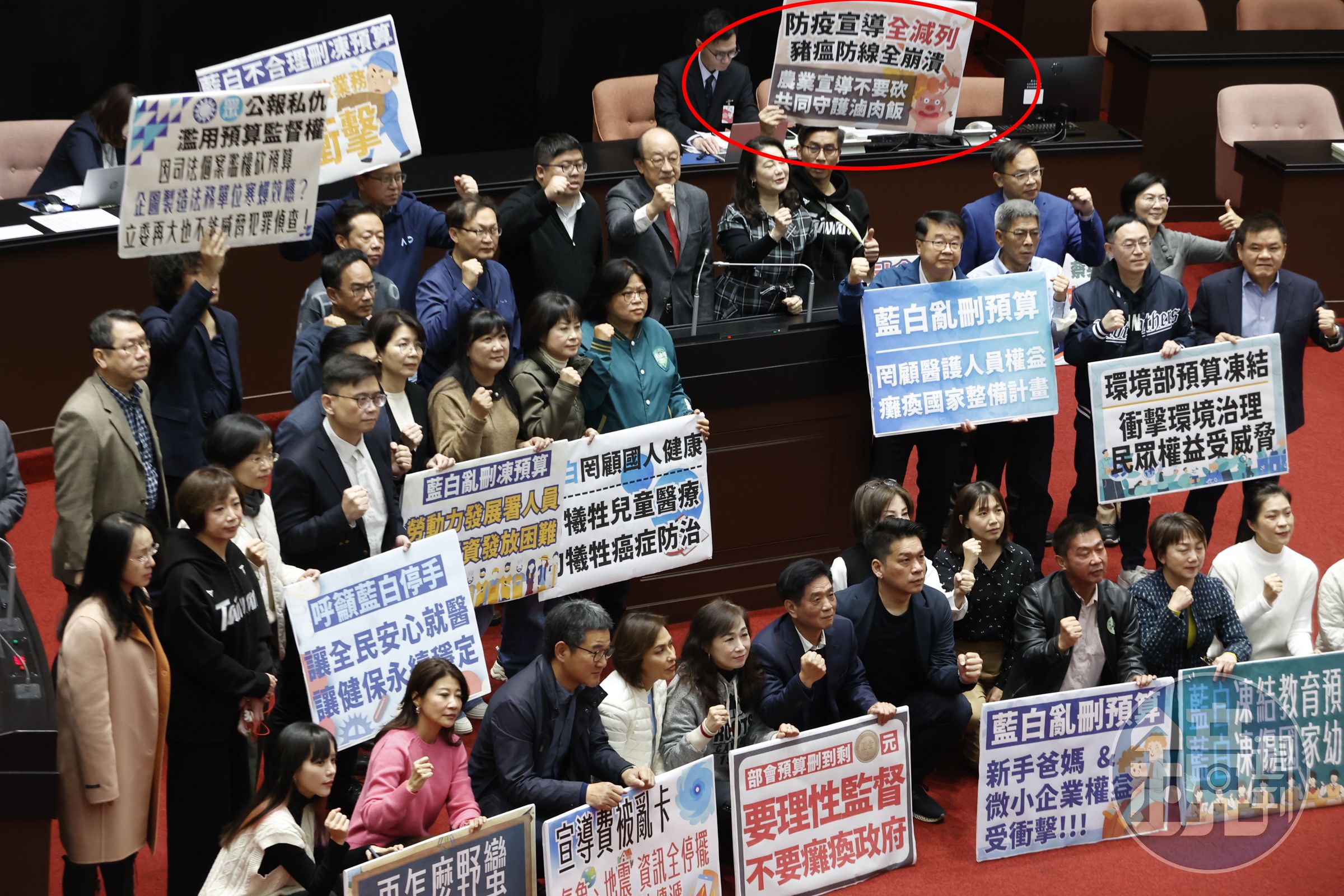 藍白陣營堅決刪預算,無視民進黨抗議,如今非洲豬瘟疫情破口成真,顯得格外諷刺與沉重。(本刊資料照)