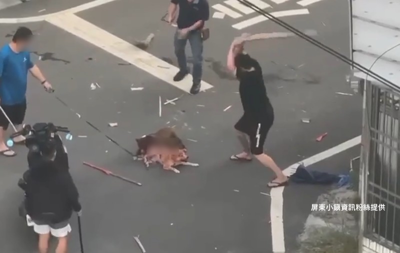 屏東縣內埔鄉14日發生比特犬撕咬柴犬的事故，民眾持棍棒企圖制止比特犬。（翻攝臉書「屏東小鎮資訊」）