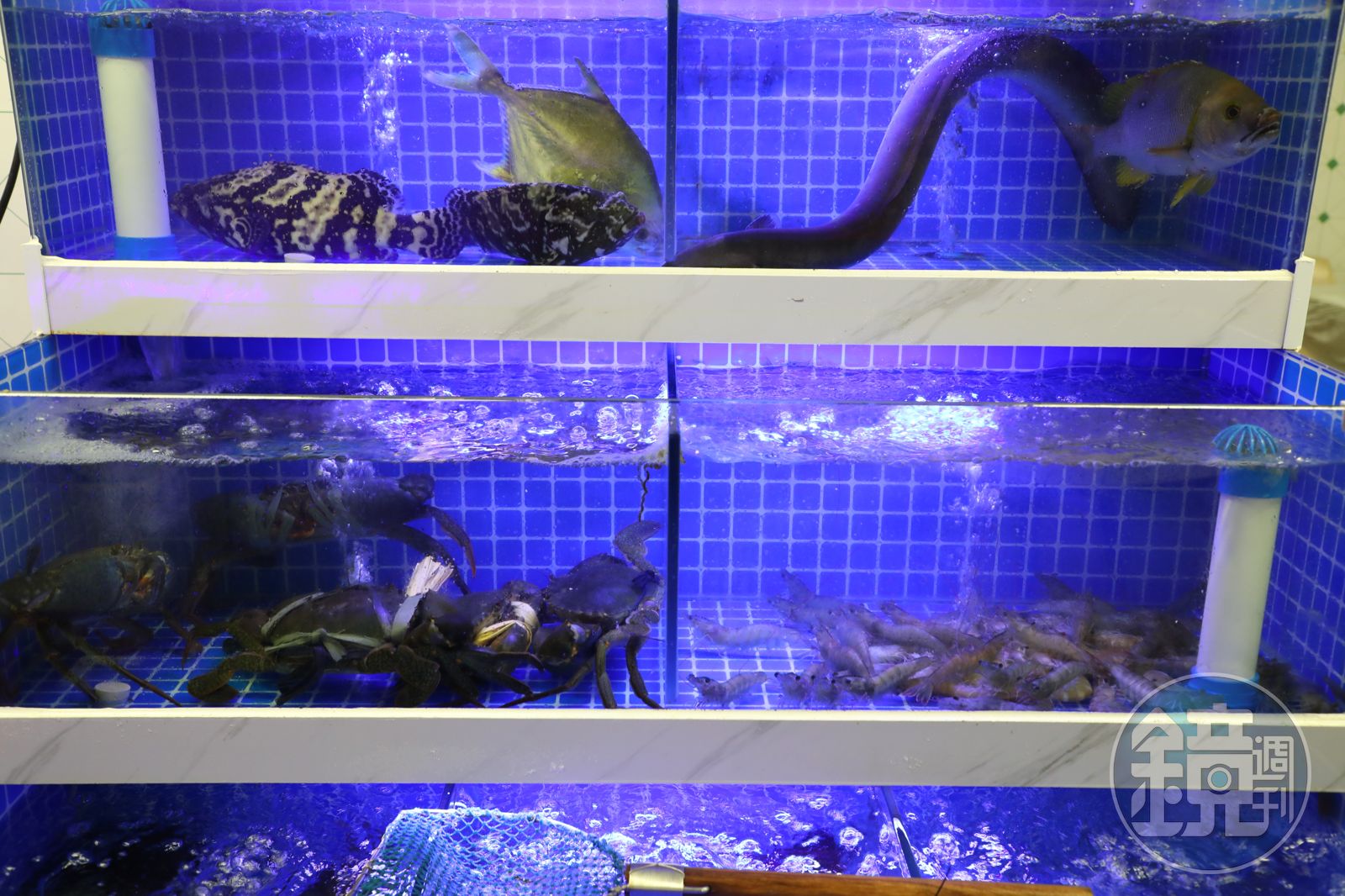 中記擁有自己的水族箱，生猛海鮮活跳跳。