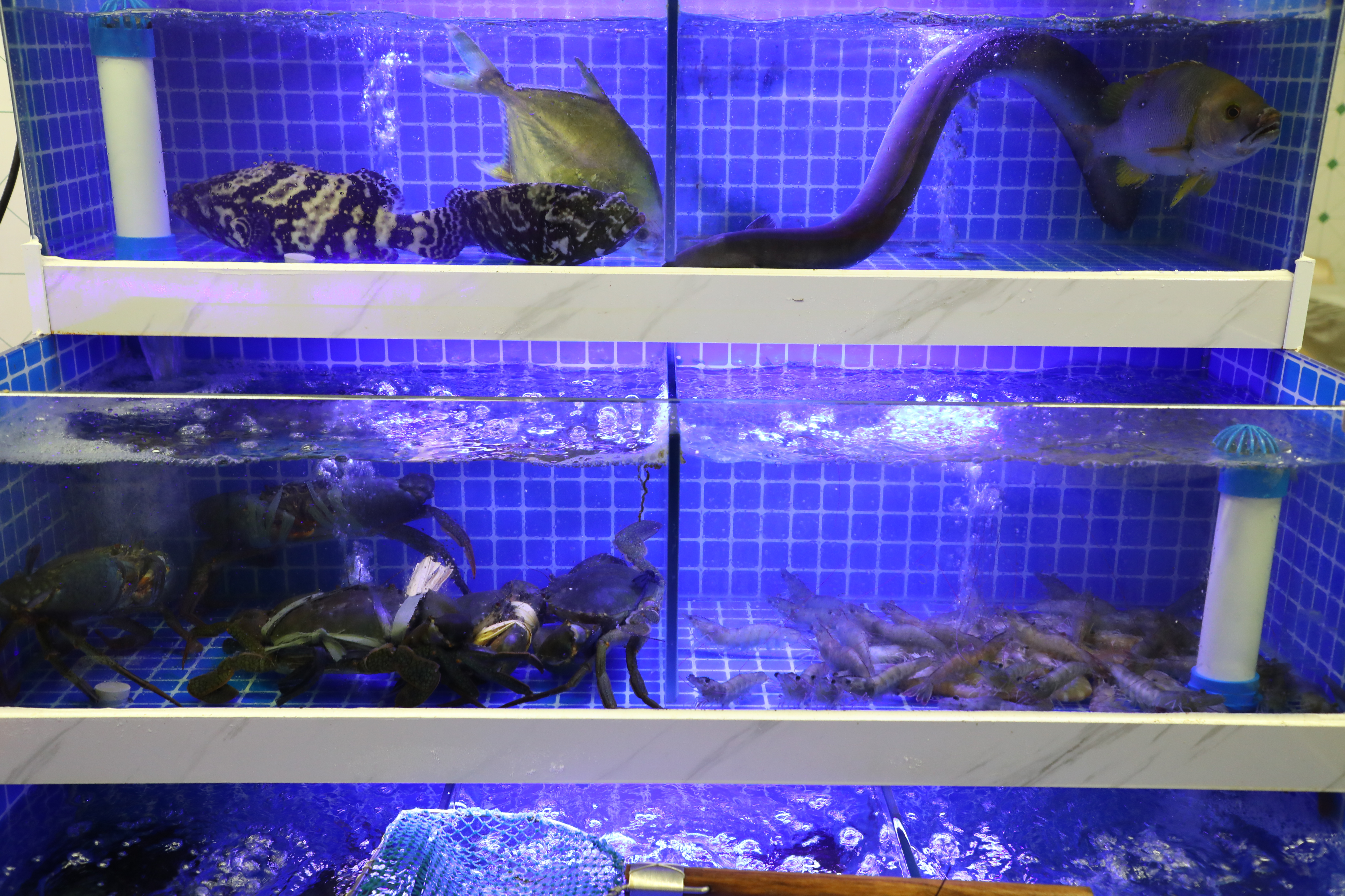 中記擁有自己的水族箱,生猛海鮮活跳跳。
