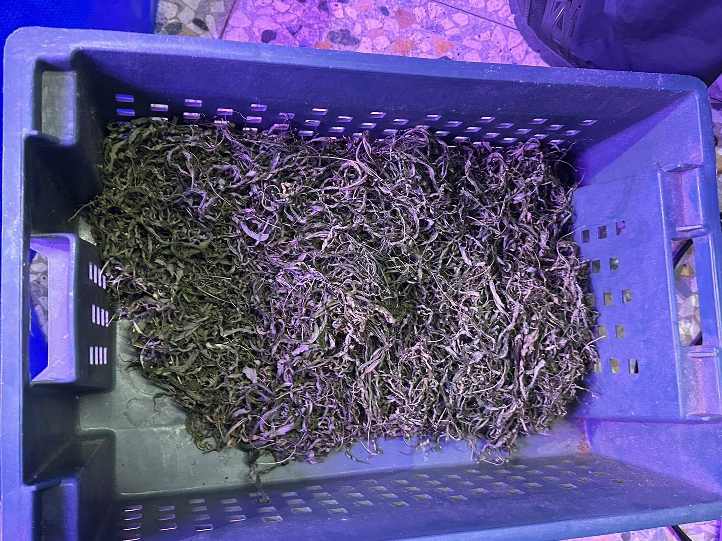 被查獲的大麻葉。（中打提供）